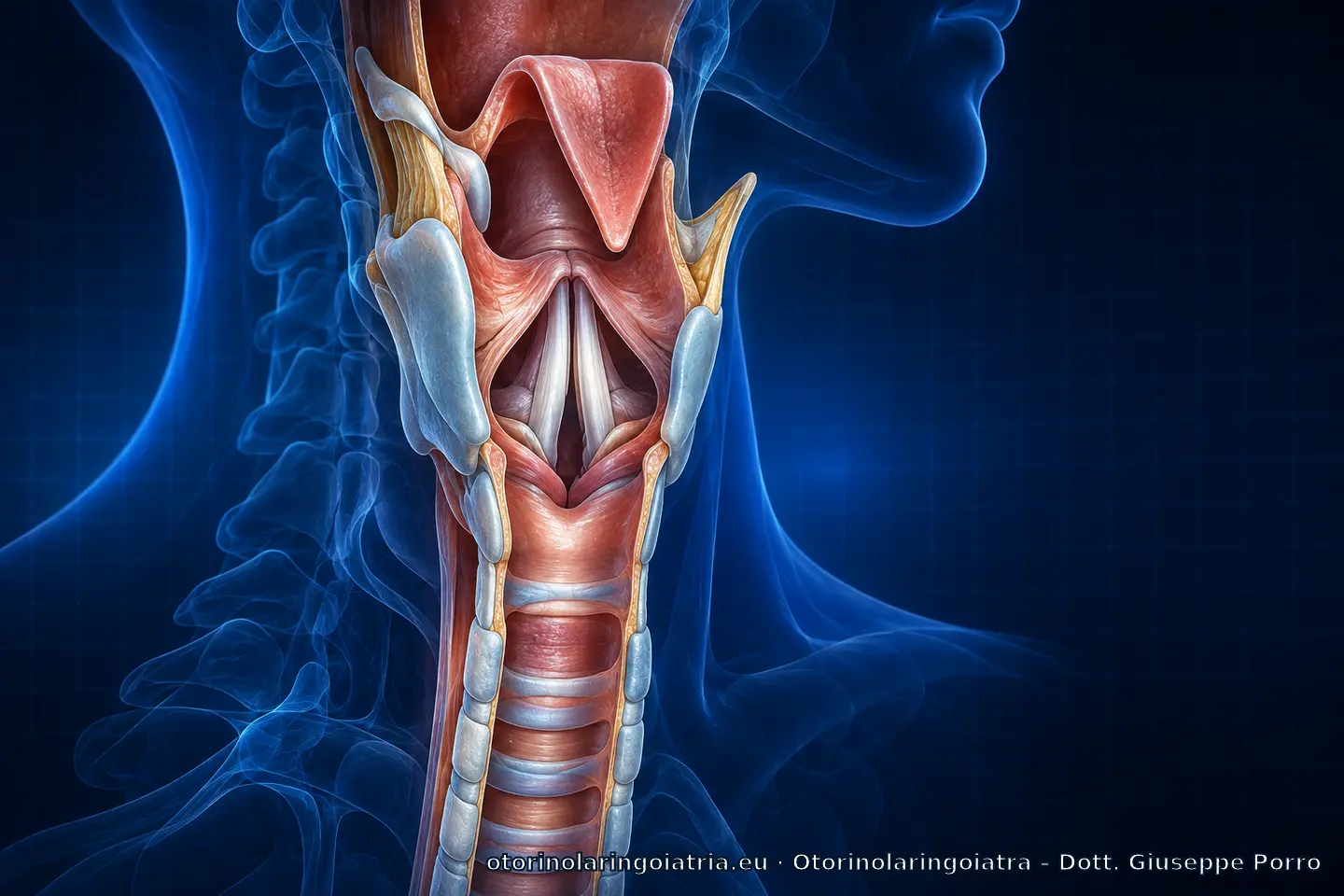 Visualizzazione anatomica della laringe e delle corde vocali