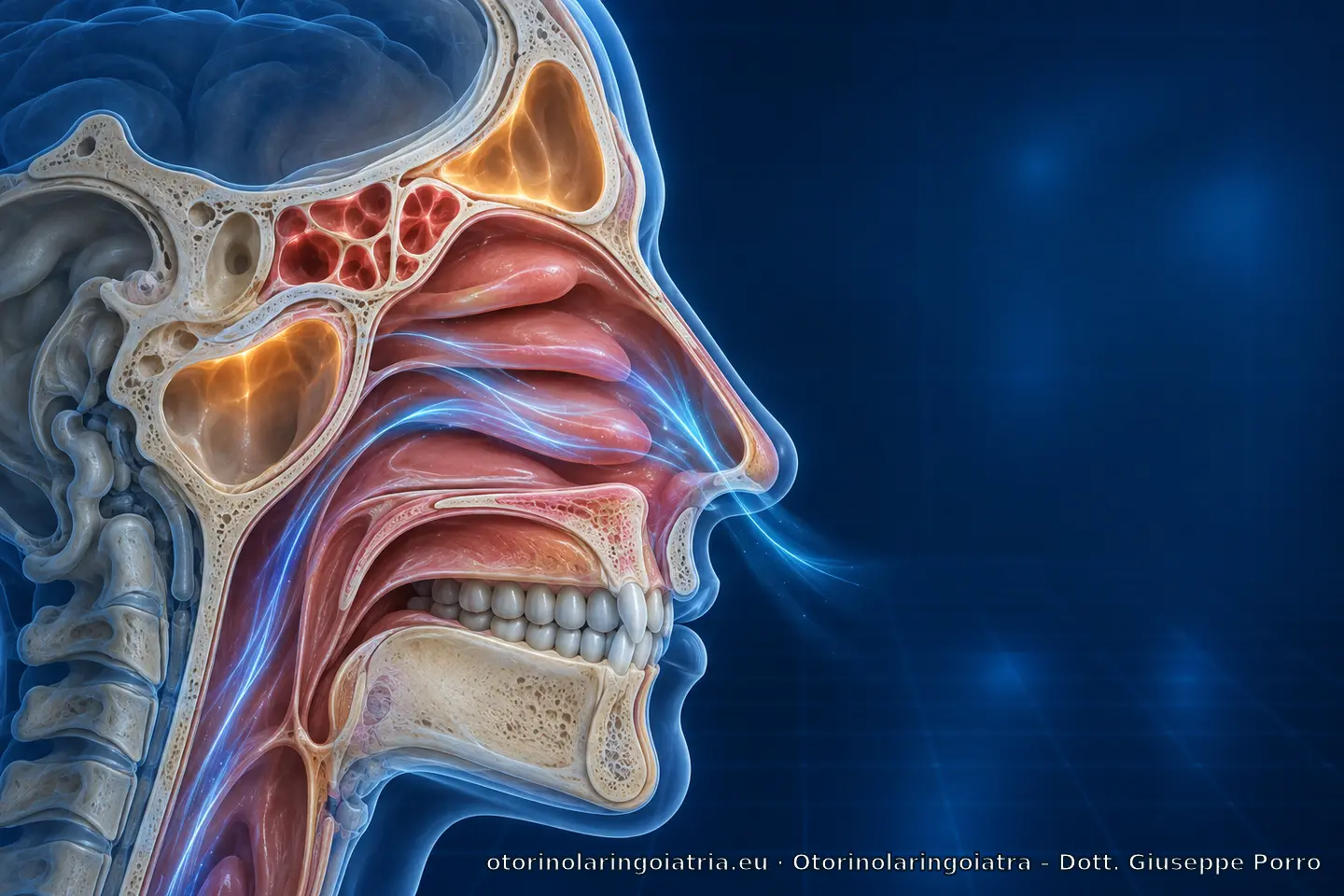 Visualizzazione anatomica di naso, seni paranasali e vie aeree